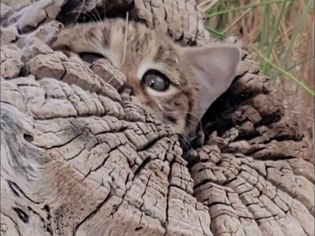 93 昏昏欲睡且有斑点 93 勇敢且有爪子 93 傻乎乎且有条纹