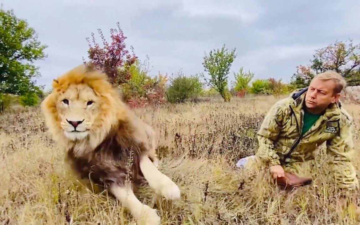 狮子"苏丹"第一次听到手机铃声,它被吓到了