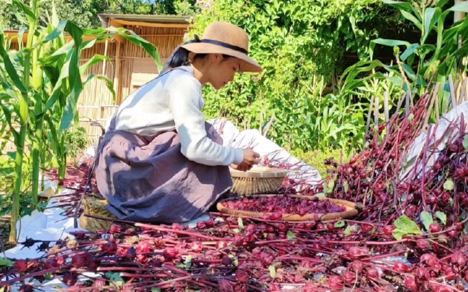 [图]多年前被人嫌弃的洛神花，如今悄然回归餐桌，凭的仅仅是颜值么？