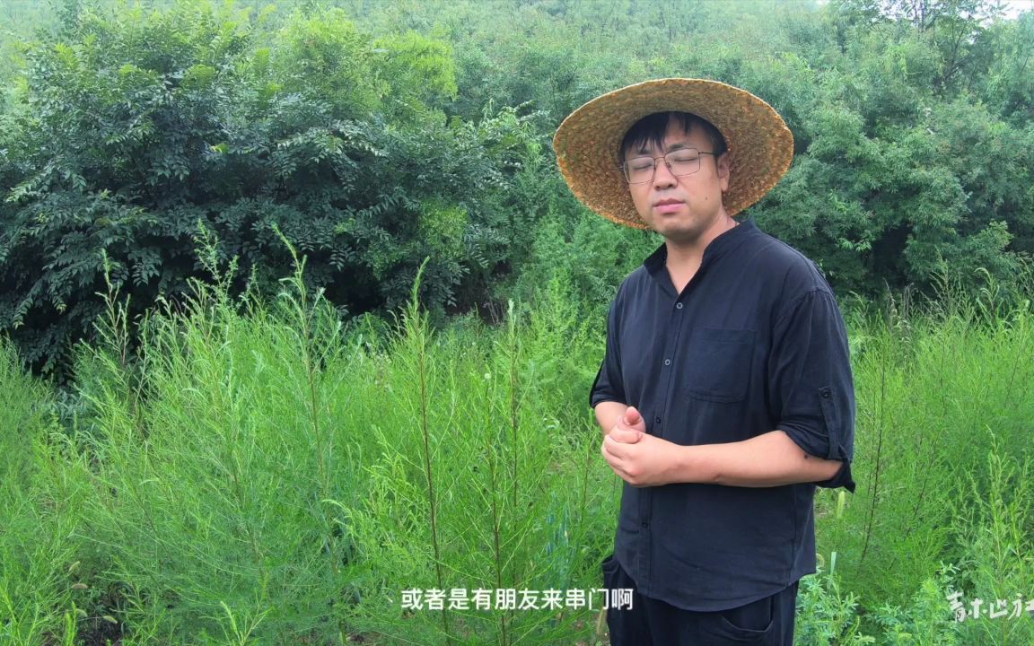 [图]艾草青青，护膝热敷。黄蒿丛丛，清热驱虫