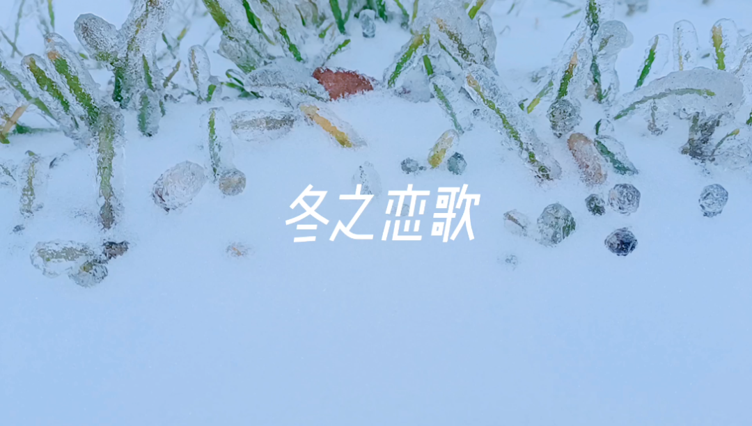 [图]冬之恋歌，一场冰雪，一场梦2020年，