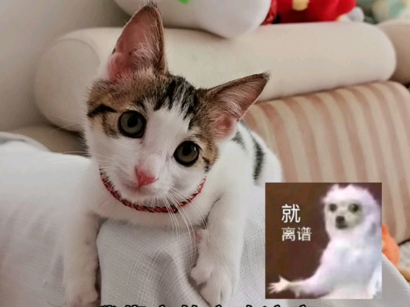 来看宽肩窄腰的狸花猫!WOW.极品身材哔哩哔哩bilibili