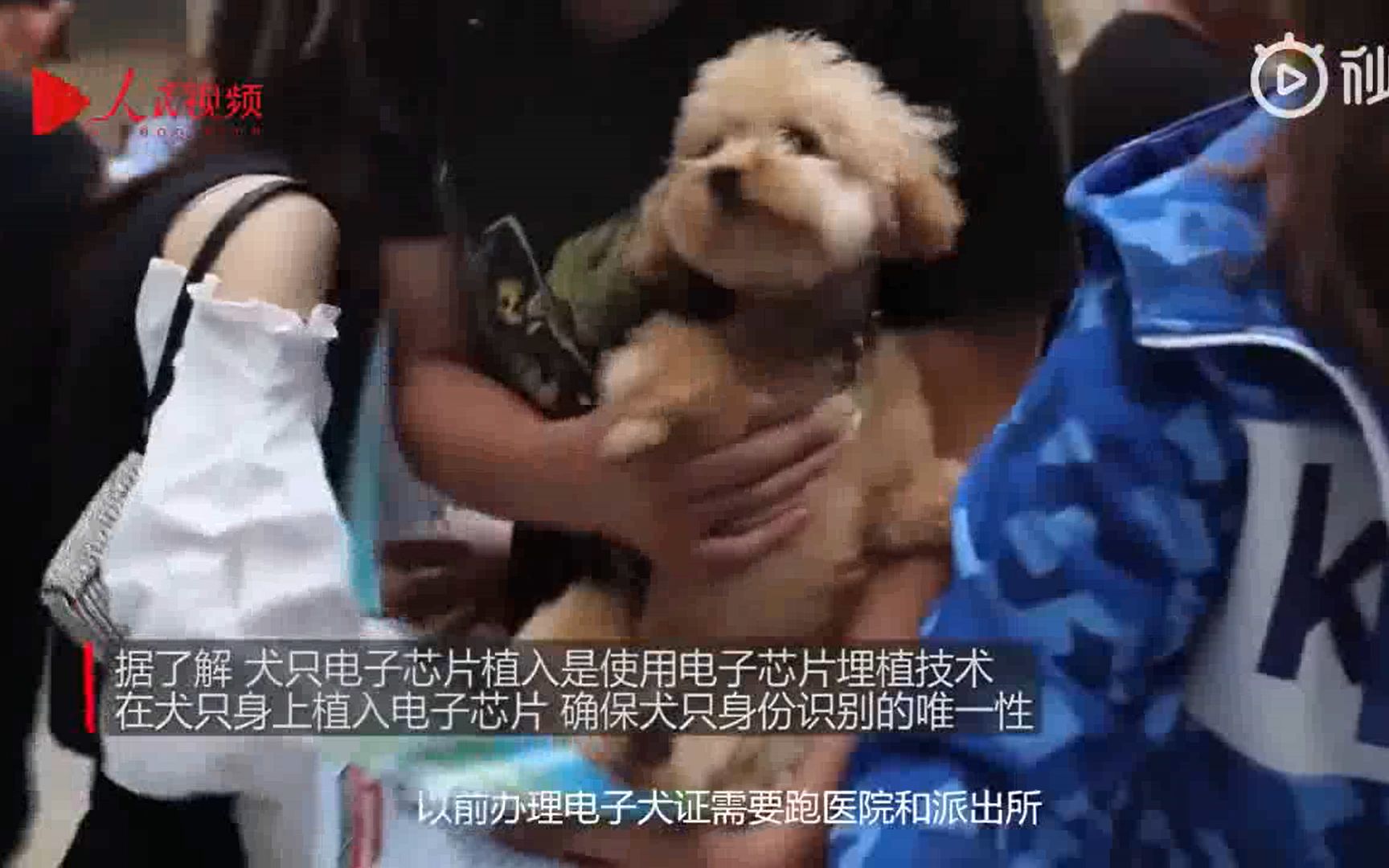 重庆民警为小狗办电子身份证:犬只电子芯片能减少流浪狗数量哔哩哔哩bilibili