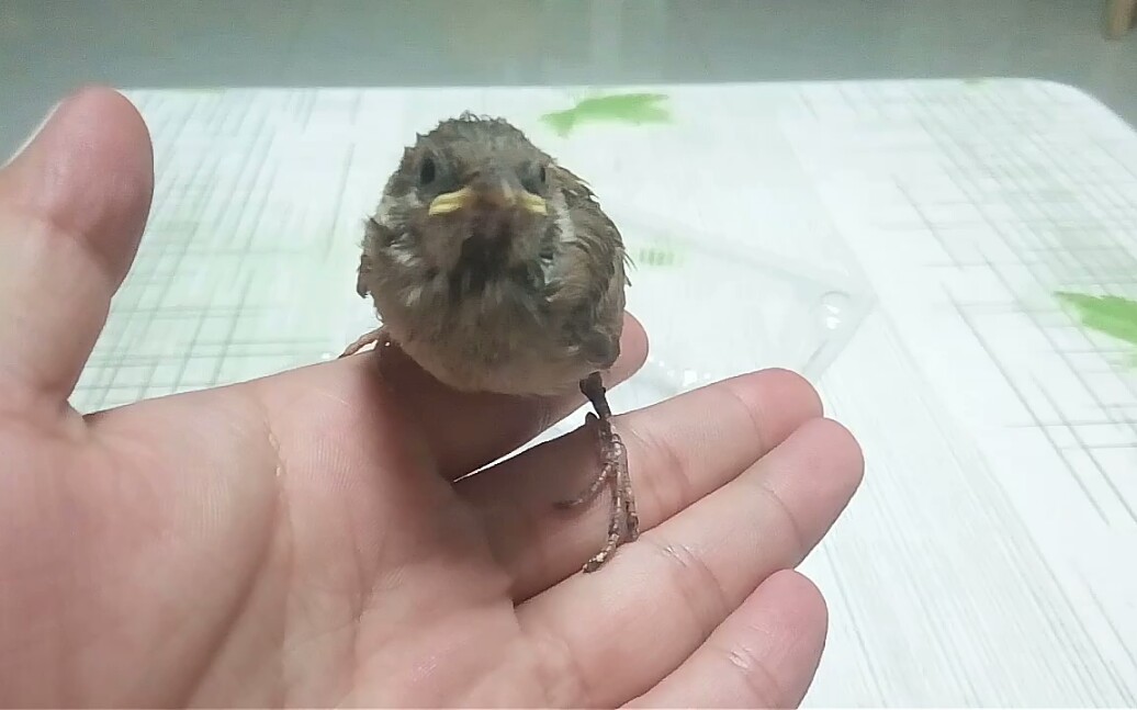 麻雀在学校教学楼下捡到了一只不会飞的小麻雀