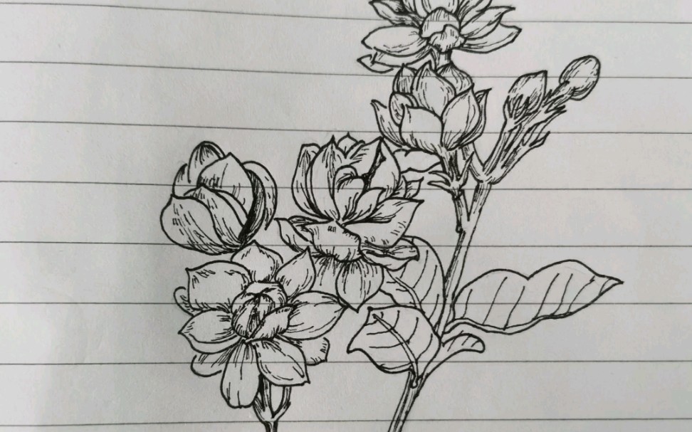 【手绘】临摹 茉莉花