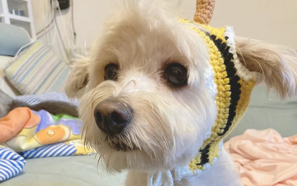 快乐的小狗,变装,搞笑女