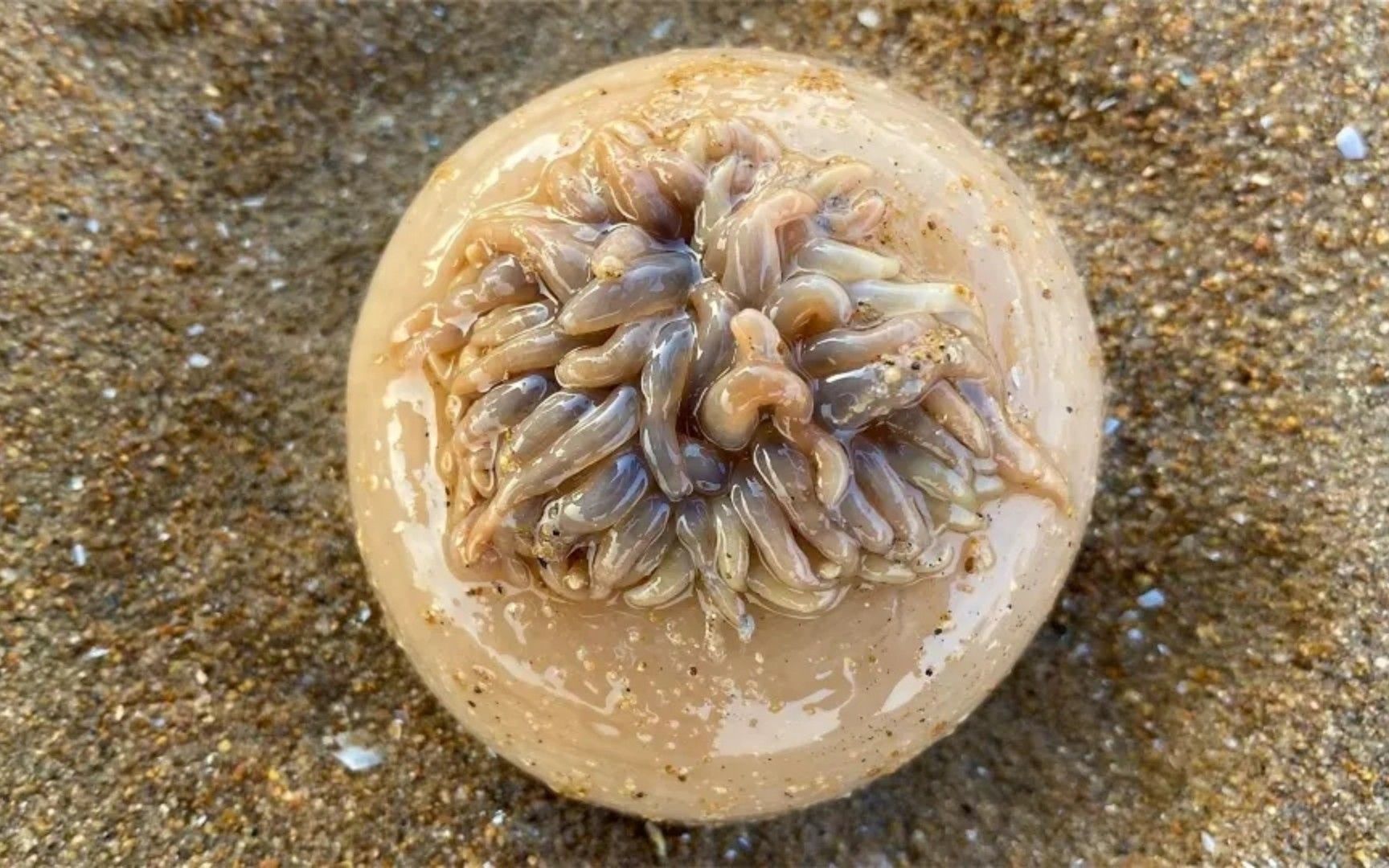 海葵幼体图片