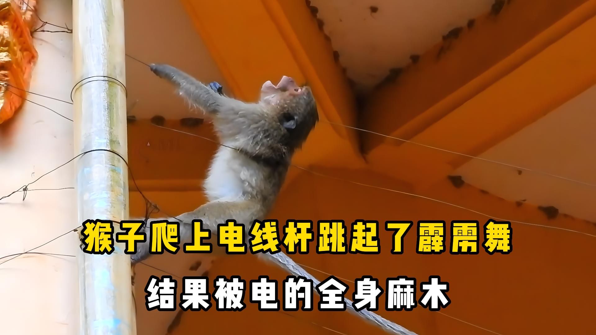 猴子爬上电线杆跳起了霹雳舞原来它是触电了这画面真是太可怕