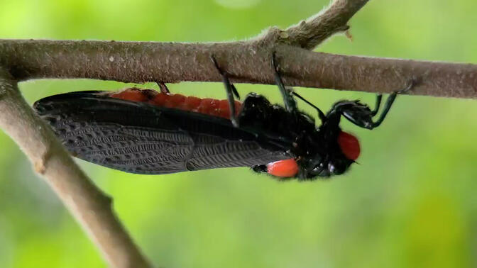 微距:黑翅红蝉产卵