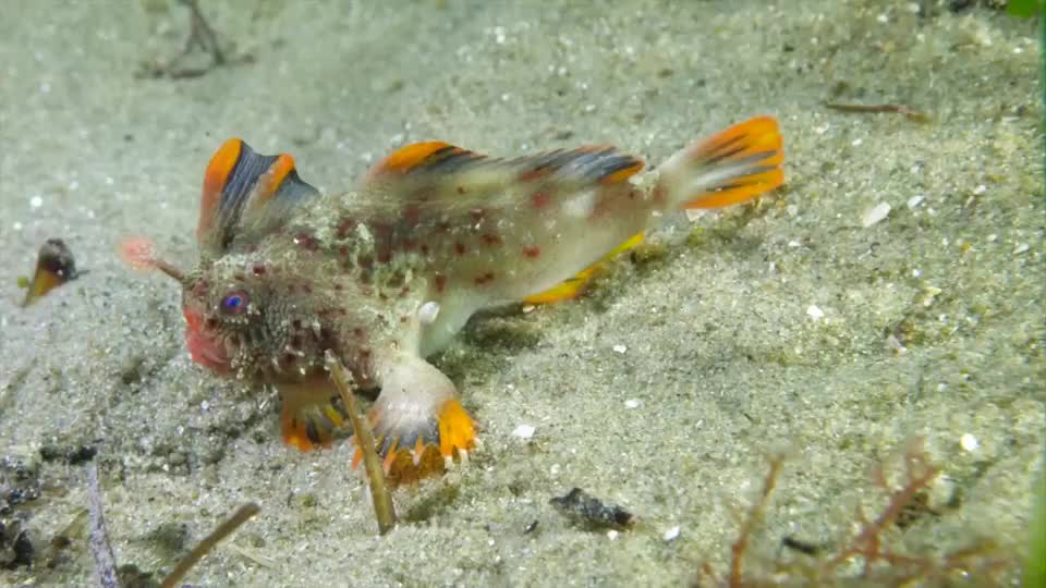 国际自然保护联盟称光滑手鱼sympterichthysunipennis被认为是有记录