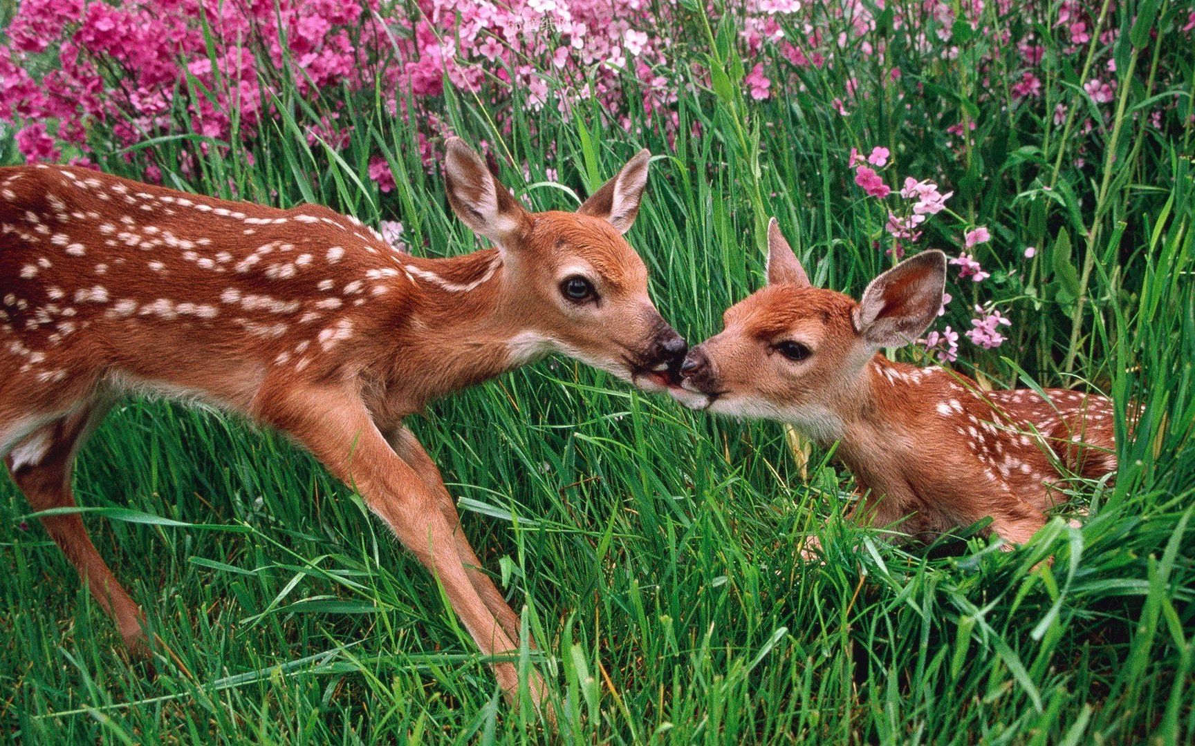 那些年在户外遇到的小动物之傻萌傻萌的鹿04