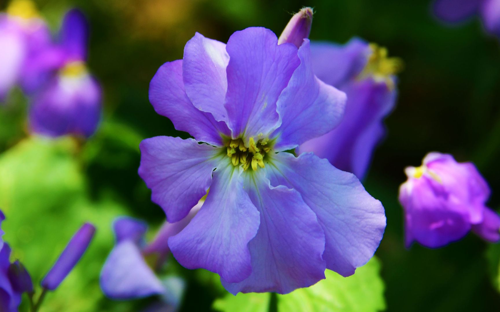 活动作品并蒂兰惊艳北京