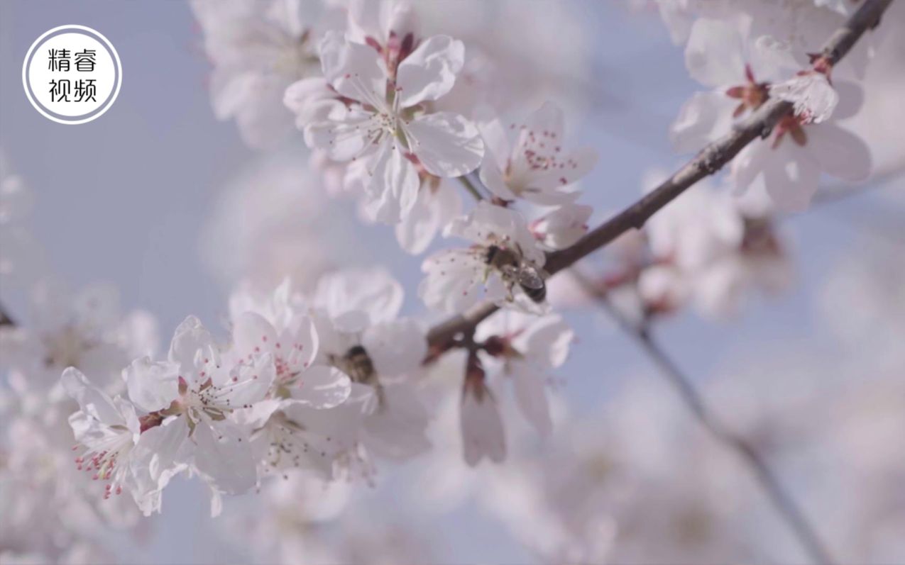 [图]三月，花开倾城，城市复苏，带你一日尝尽长安春