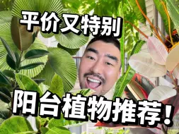 Télécharger la video: 南北方都好养的大型植物推荐！便宜又特别！