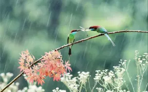 Tải video: 雨水是春天的初心，愿我们在漫漫时光中，柔和且坚定