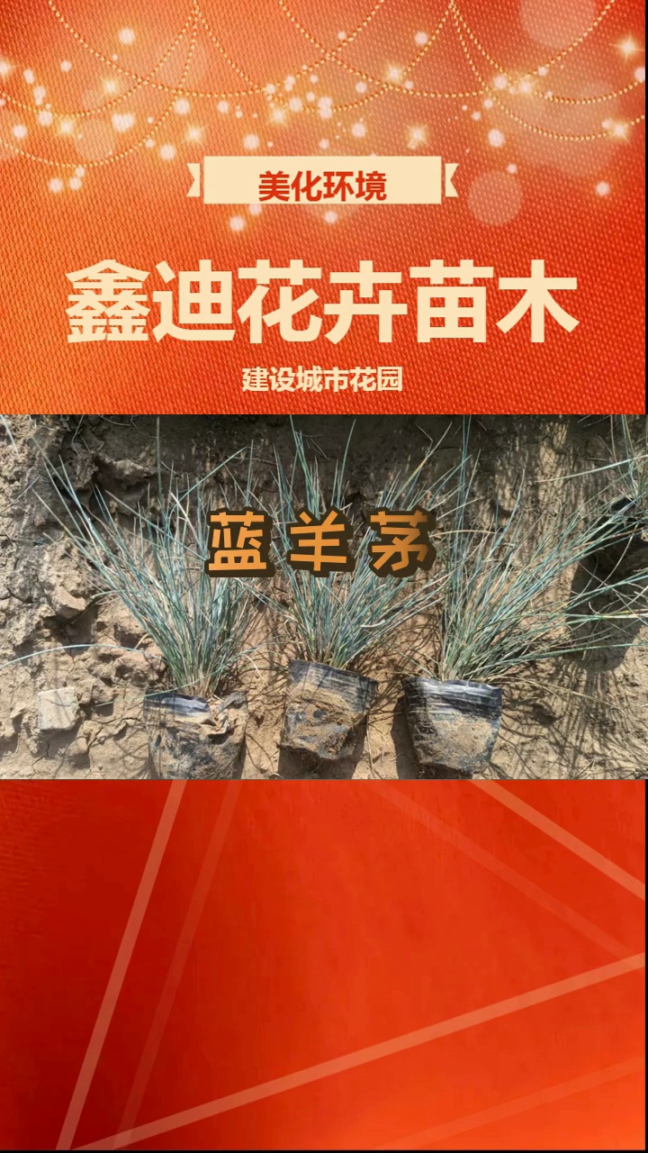 内蒙古人注意了:蓝羊茅限时特惠,抢到就是赚到 #蓝羊茅 #内蒙古蓝羊茅 #内蒙古蓝羊茅种植基地哔哩哔哩bilibili