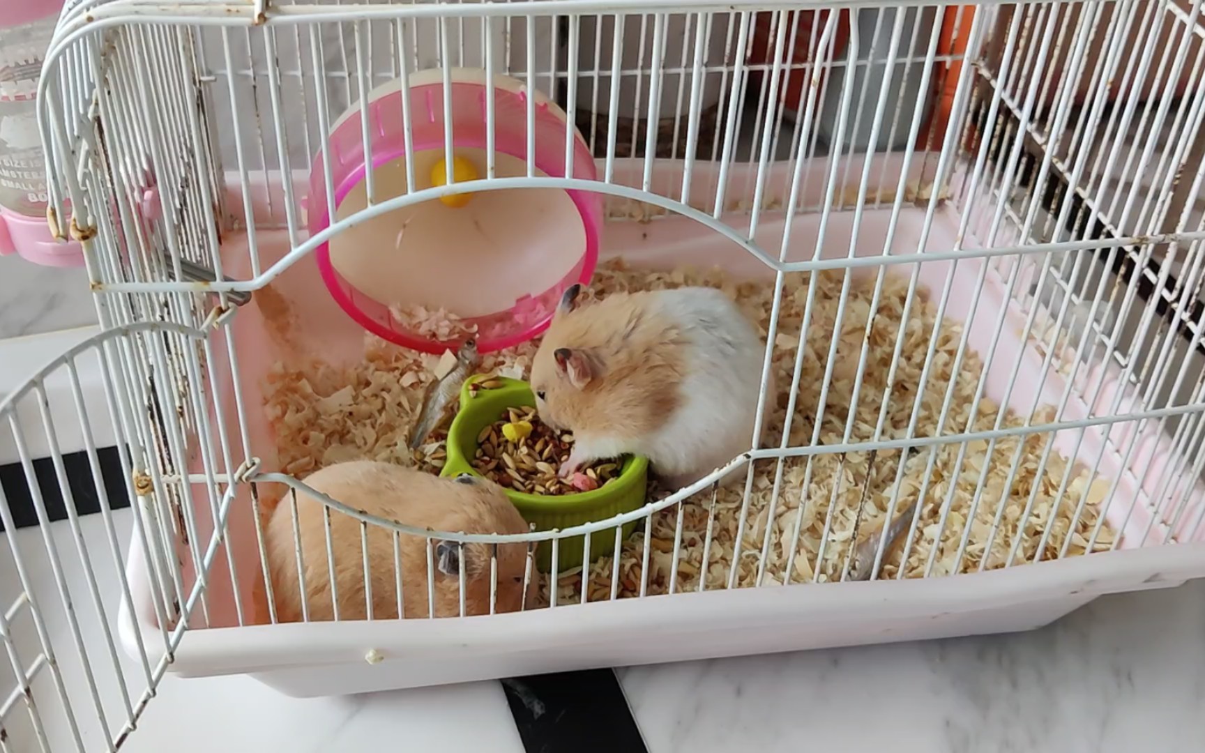 豚鼠与仓鼠:首次互动萌力全开!