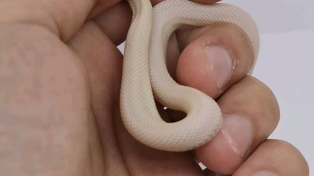 白色宠物蛇品种图片