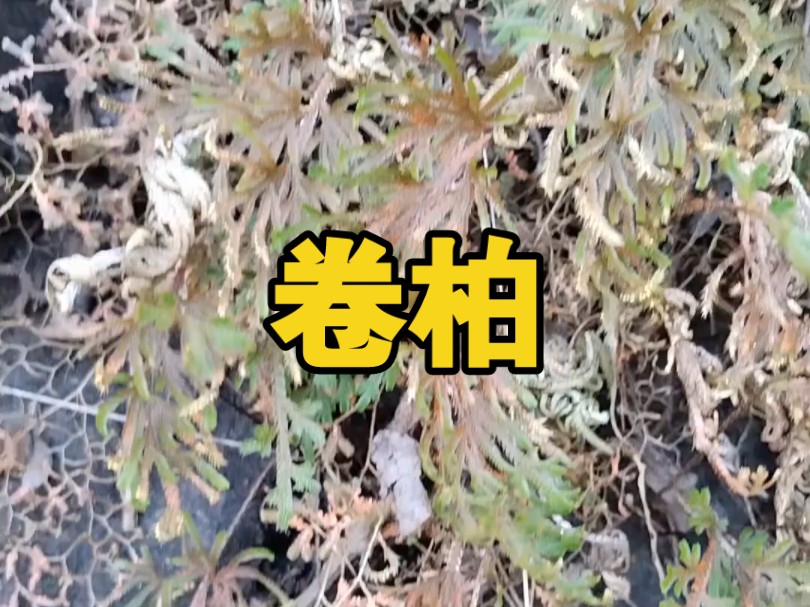 卷柏又名九死还魂草 ,生长在山谷石间的的崖隙中,细叶似柏,弯曲如鸡足 青黄色 老根呈紫色 多须.它在旱季会卷曲枯萎成一团,遇水而荣,枯荣相继哔...