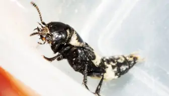 采集南京产大颚嗜肉隐翅虫幼虫  Creophilus maxillosus