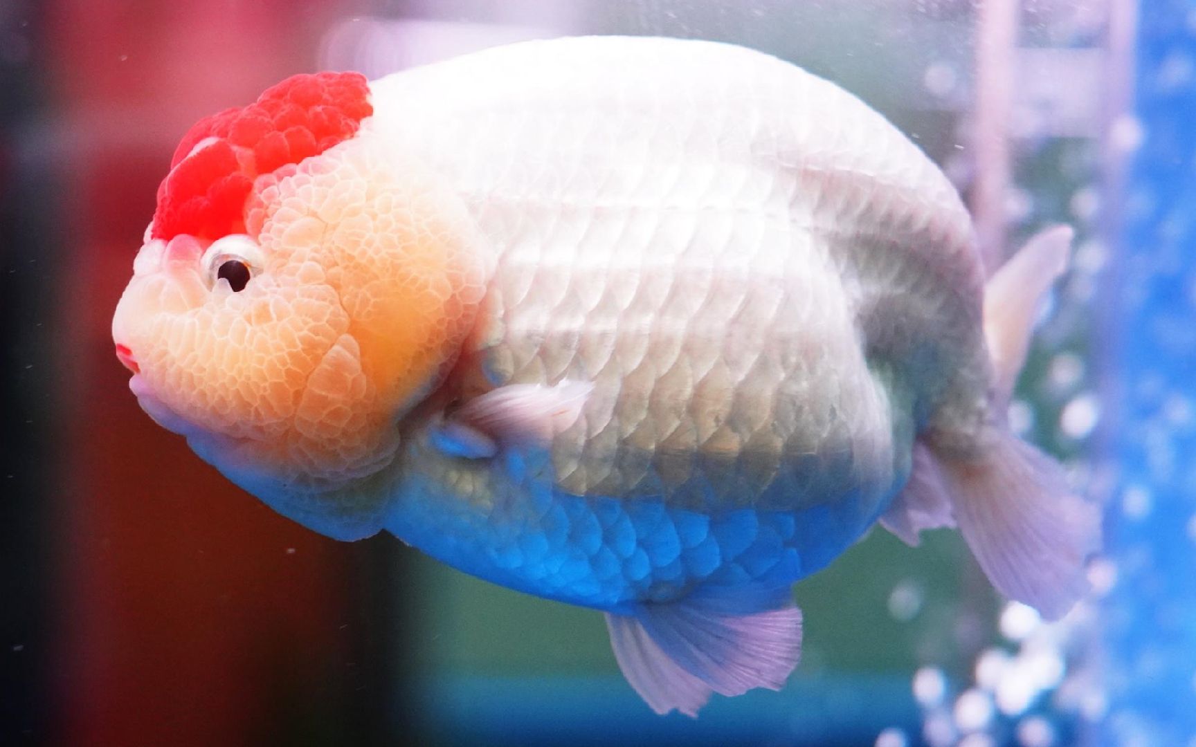 冷水观赏鱼,可爱呆萌的兰寿金鱼_哔哩哔哩_bilibili