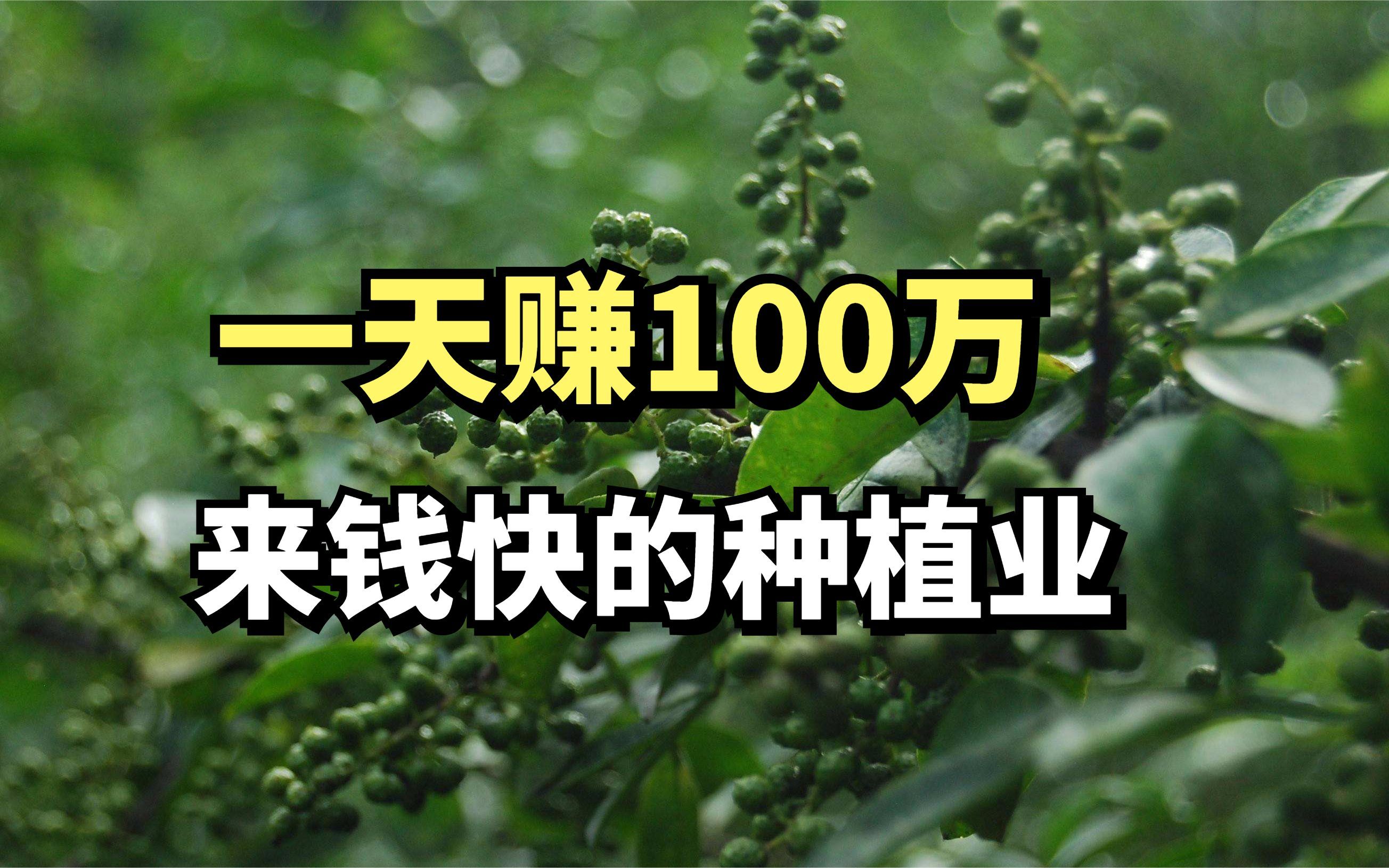 [图]农村大叔在家种花椒，一天卖100万年赚6000万，他是怎么做到的