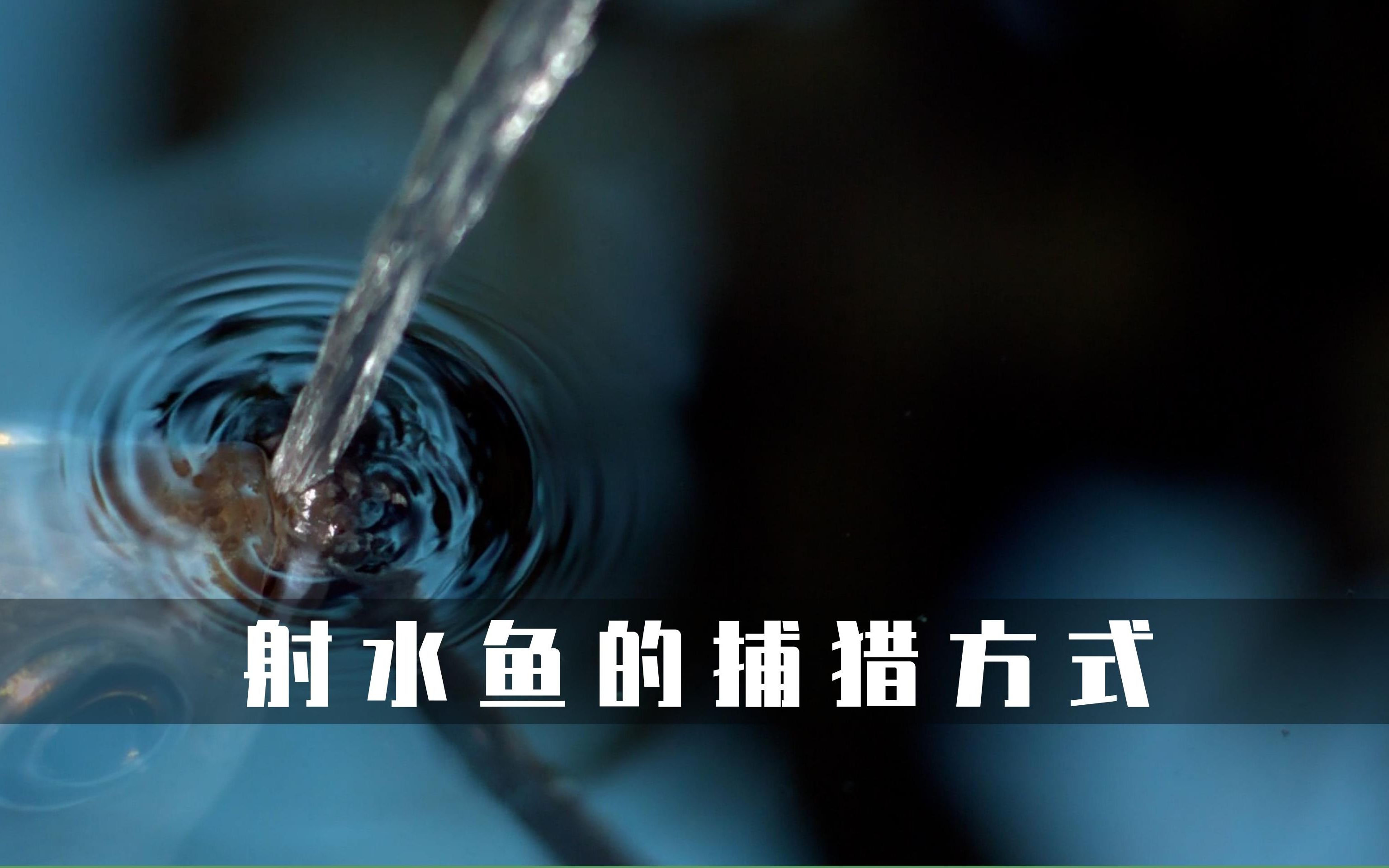 射水鱼独特的捕食方式