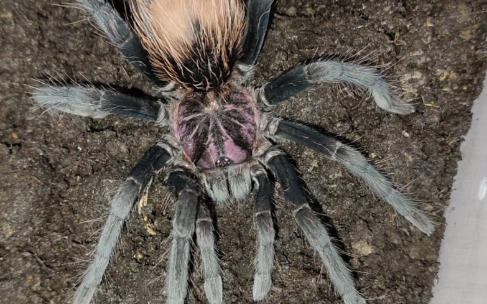 哥伦比亚梦幻红镭射12厘米小母梦幻红镭射xspmega开箱