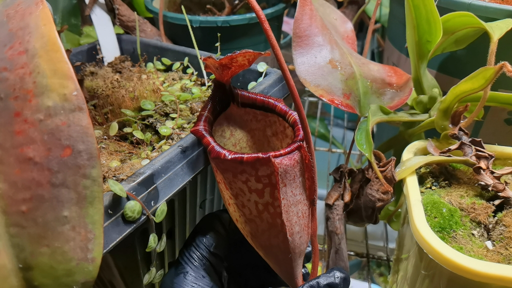 食虫植物 辛布亚tm交盾叶猪笼草笼子展示