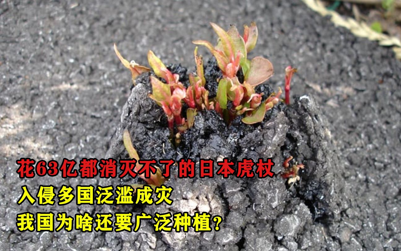 花63亿都消灭不了的日本虎杖,入侵多国泛滥成灾,我国为何还要种植?