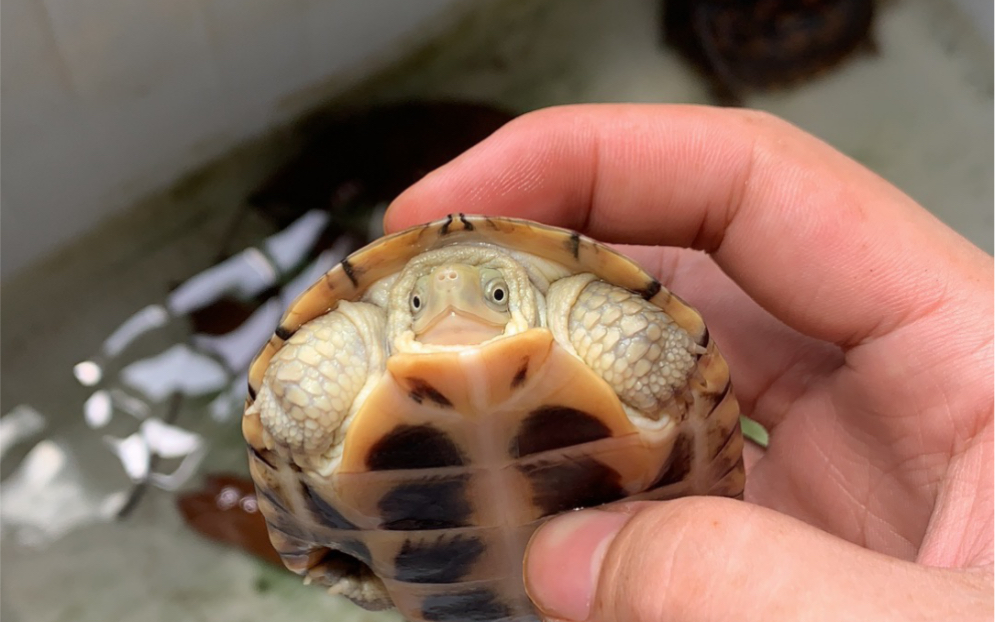 没想到小孩比我养的还好 小青龟 皖南小青龟 乌龟