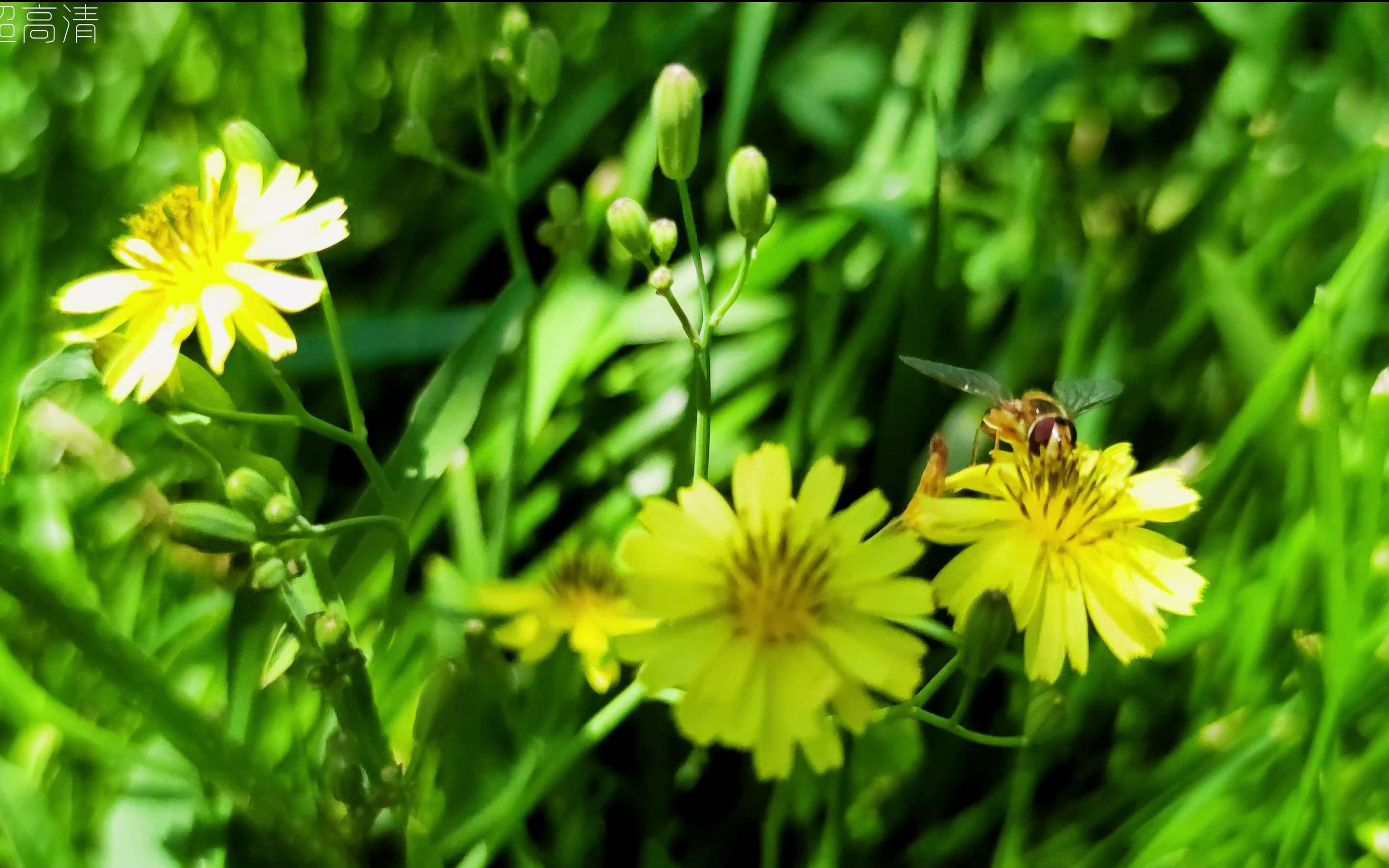 4k手机摄影 小米10s 生机盎然的夏天 动植物在暖风的呵护下欢呼雀跃