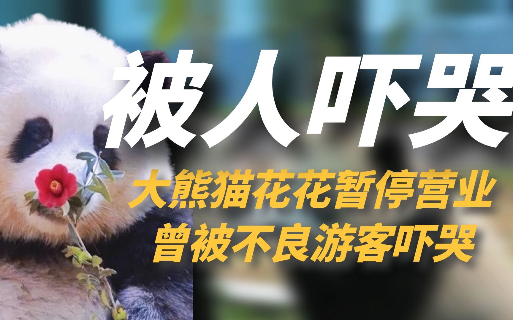 [图]大熊猫花花暂停营业，曾被不良游客吓哭，让无数粉丝心疼破防！