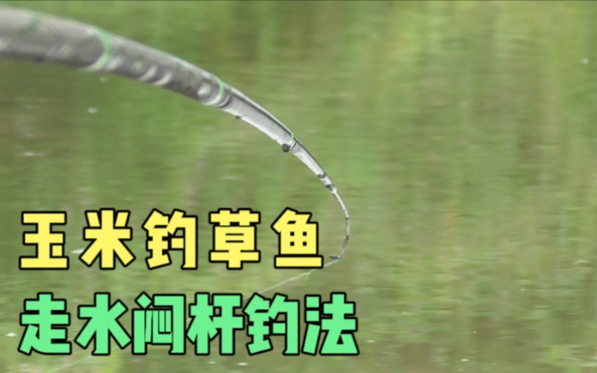 闷杆守底钓大鱼,线组5+4,12号海夕钩,玉米打窝玉米钓,大草鱼哔哩哔哩bilibili