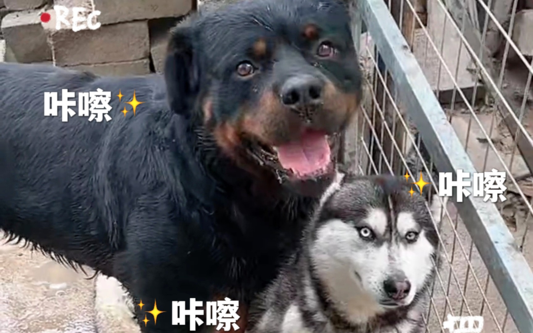 零食深受98们喜爱04|二楞胆肥了敢挑逗黑豹96下场凄惨9503