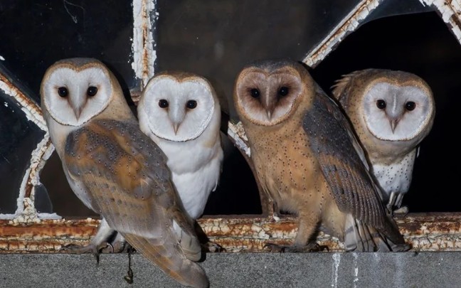 【猫头鹰】一对仓鸮夫妇繁殖哺育幼崽全记录!