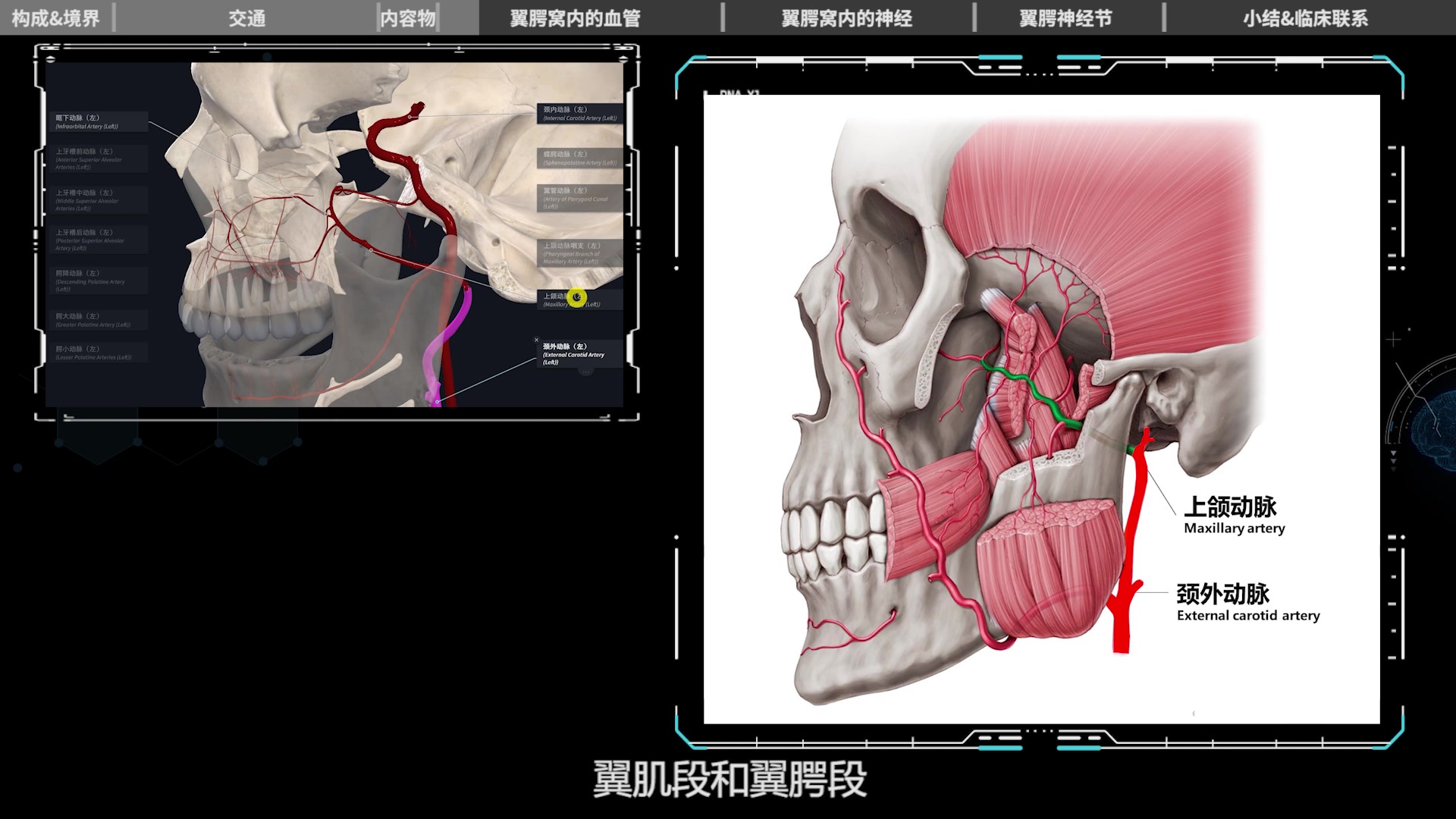 翼腭窝具体位置图片图片