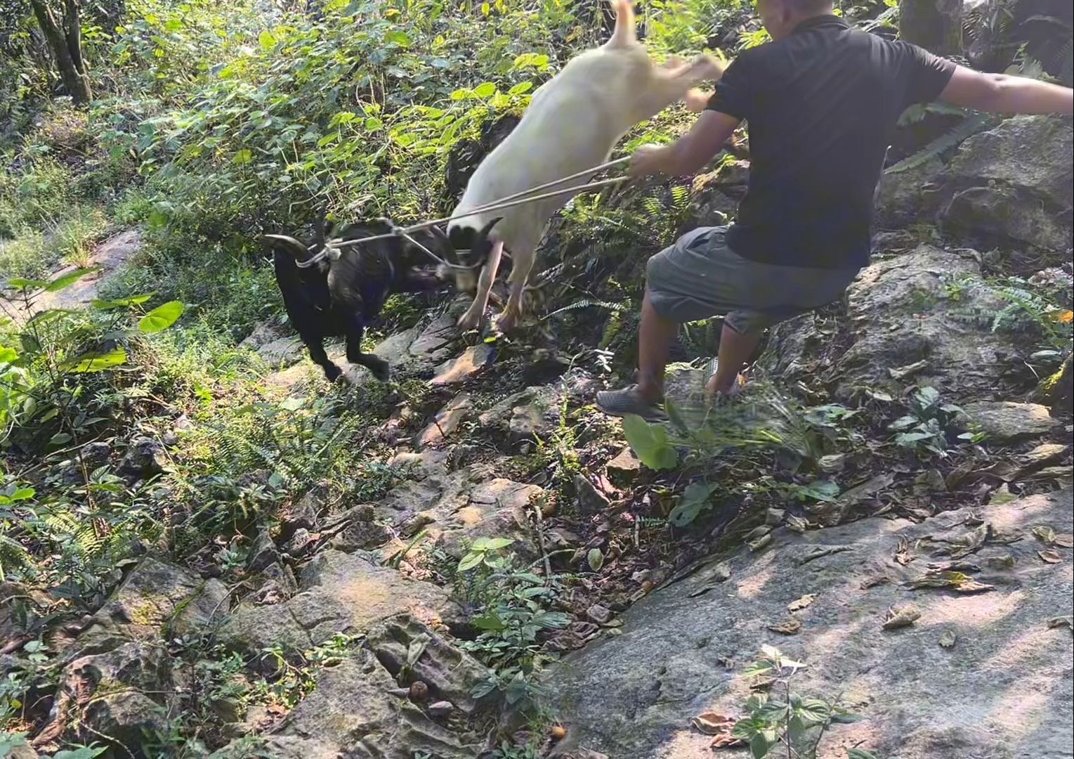 这种山羊有多野,7个男人拉5只羊下山,半路都跑不过羊哔哩哔哩bilibili