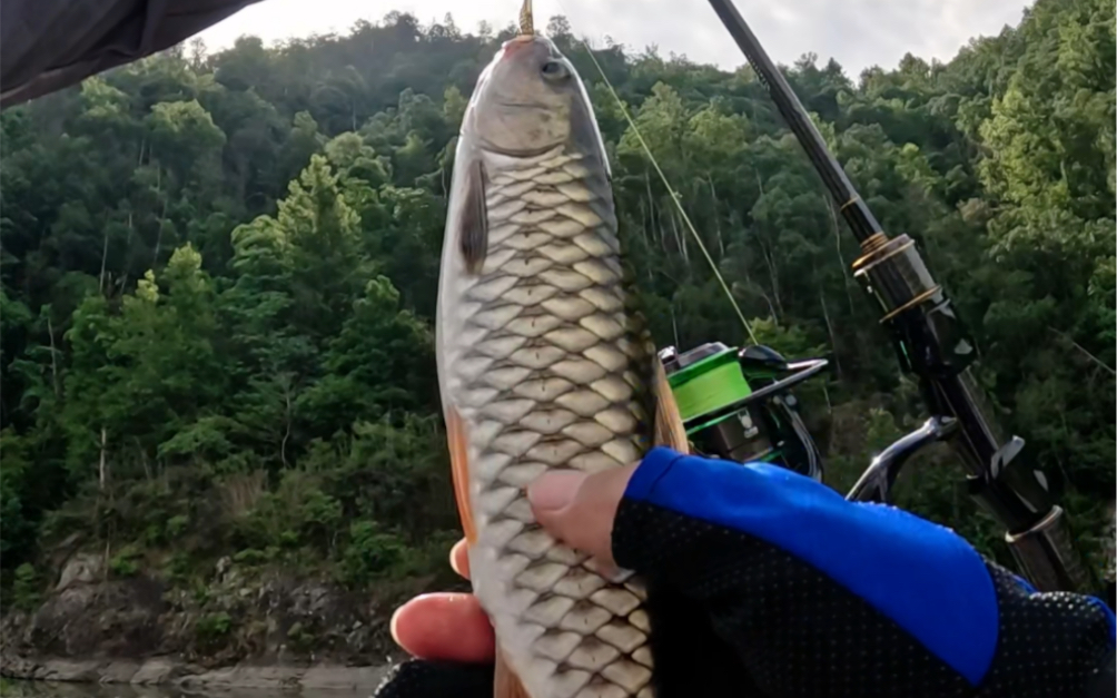 太漂亮了你也会喜欢上军鱼的#路亚 #军鱼 #路亚军鱼 #路亚野钓 #溪流