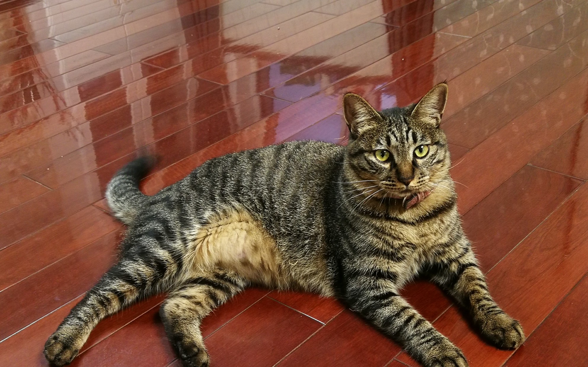 狸花猫山新说奋力的抓不到才是正确的