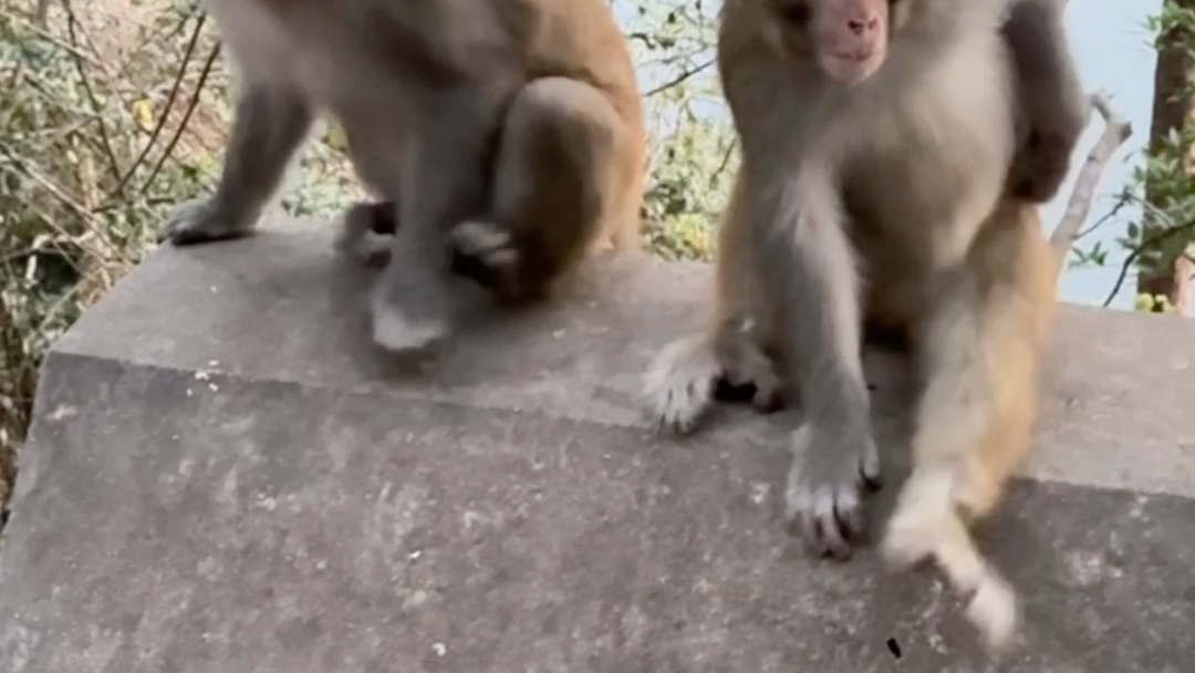 两个家伙装模作样.