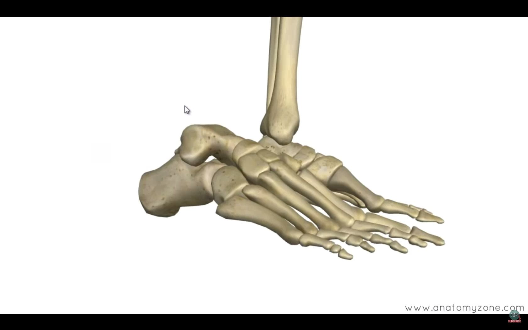 足部骨骼(一)哔哩哔哩bilibili