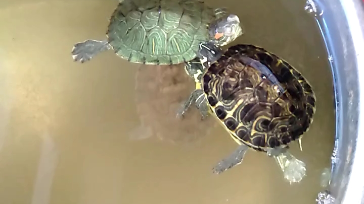 【巴西龟】集体浮水
