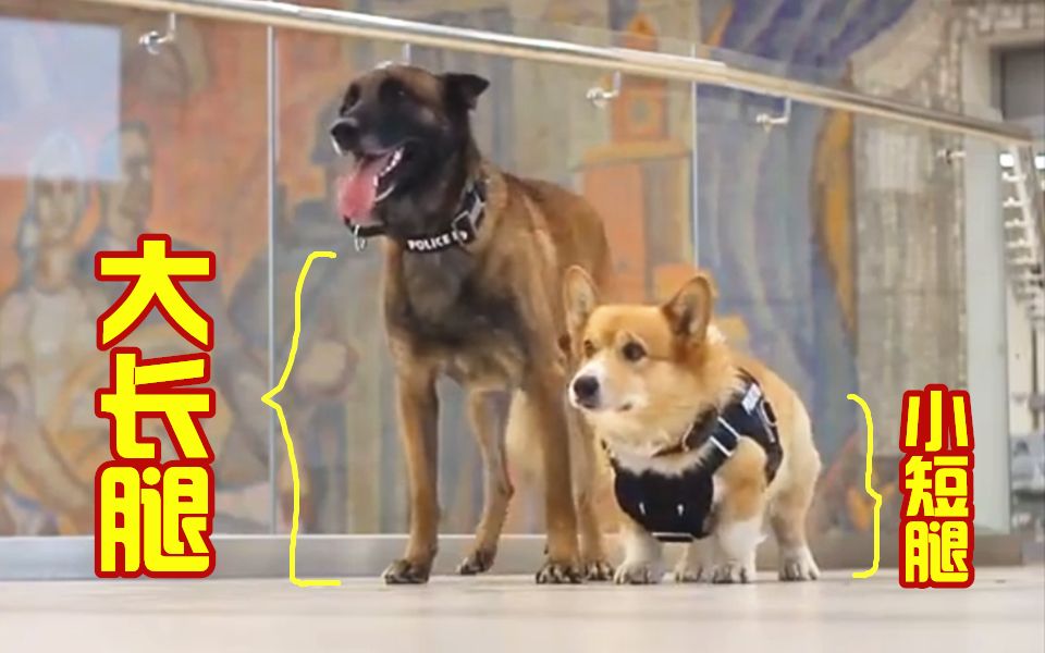 短腿缉毒犬：我站起来了 我装的