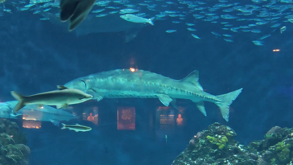 北京海洋馆的中华鲟