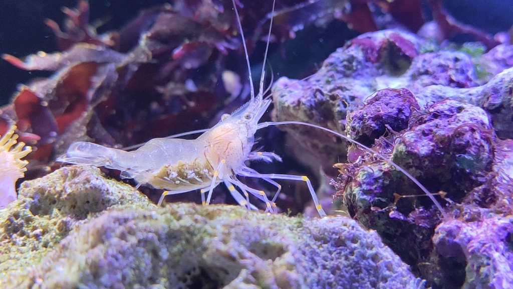 海缸日常—饲养两个月的黄点玻璃虾抱卵了哔哩哔哩bilibili