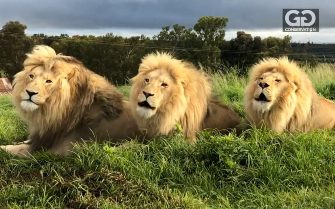狮子三兄弟