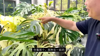 Download Video: 游园系列  [印尼肖恩]  泰国植物苗圃Live with plants温室内的房子！