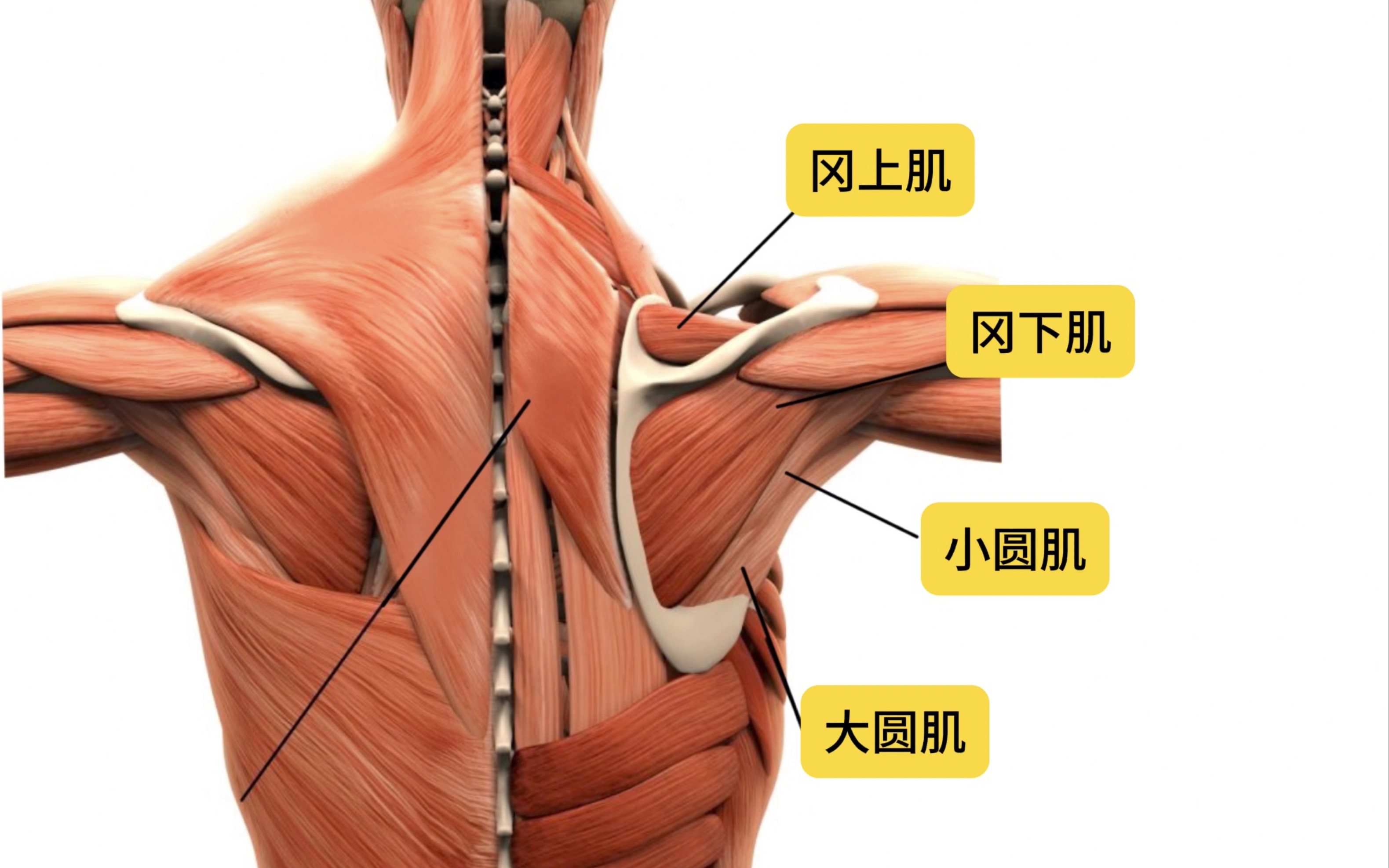 全网最详细艺用人体结构讲解之——冈上肌 冈下肌 小圆肌 大圆肌!哔哩哔哩bilibili