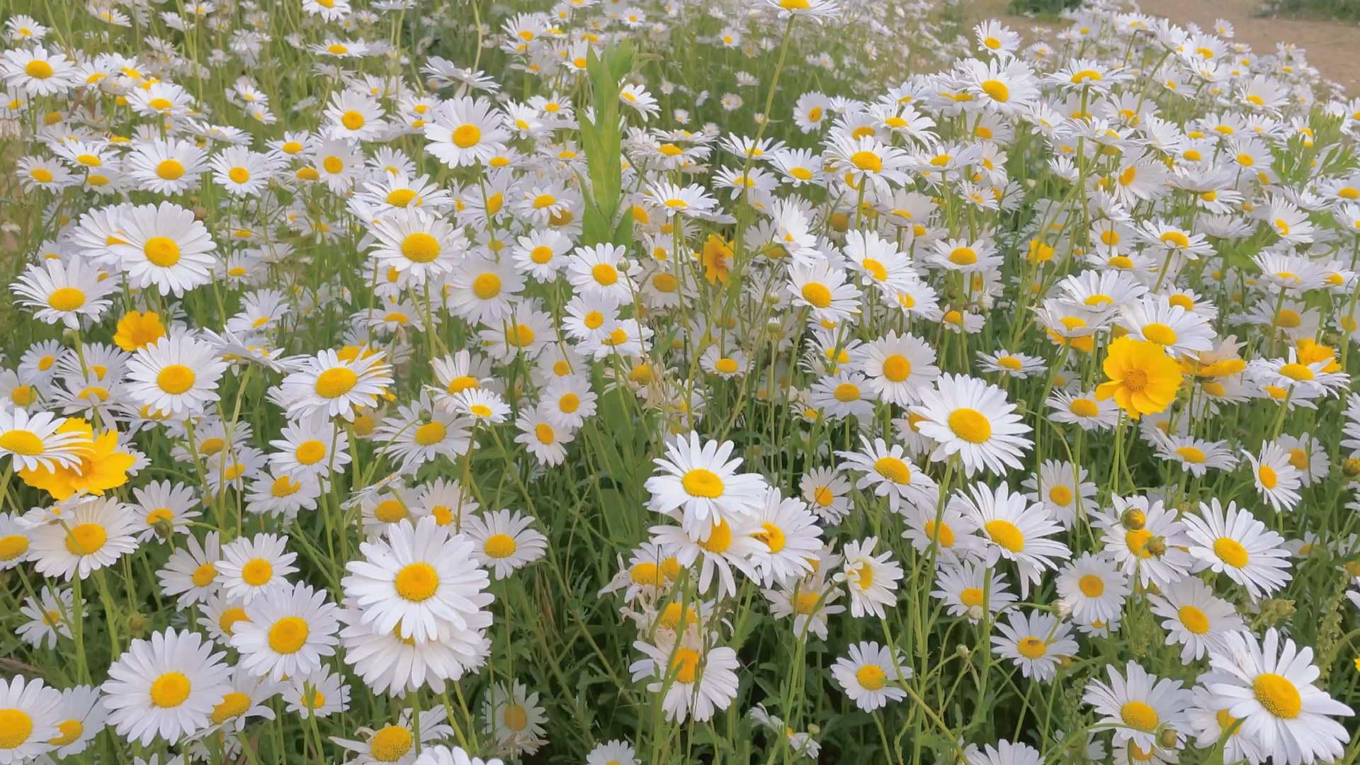 威海半月灣公園大海和花海